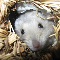 Dværghamster Arthur