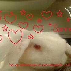 Kanin Sanne R.I.P † D. 13/6-2011 *Stjernene i himlen<3*