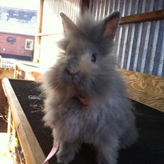 Kanin Stald Dalgaards Princess