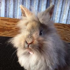 Kanin Stald Dalgaards Princess