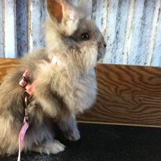 Kanin Stald Dalgaards Princess