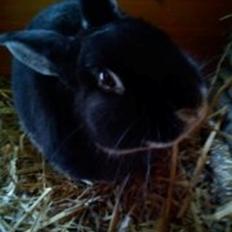 Kanin team hop,s bedste springer julle *Tykke* :D