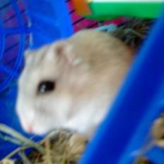 Dværghamster Mille 
