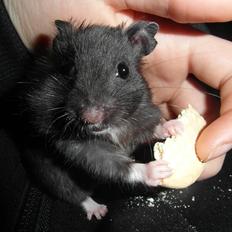 Hamster - Hans-Peter