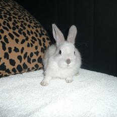 Kanin Snefnug •Himmelgnaver•