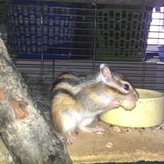 Jordegern trutti fruti