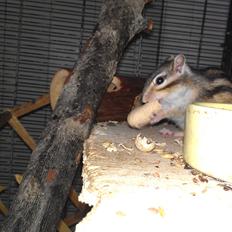 Jordegern trutti fruti