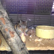 Jordegern trutti fruti