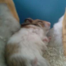 Hamster bugsy
