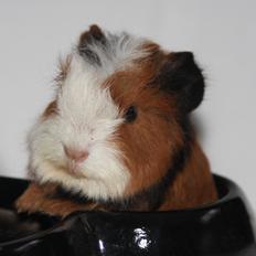 Marsvin Skovlundeaards Alvin