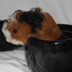 Marsvin Skovlundeaards Alvin