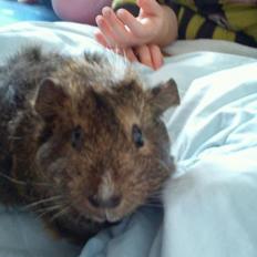 Marsvin team hop,s totti