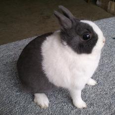 Kanin Hermelingårdens Tiny