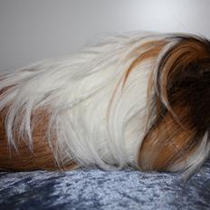 Marsvin Ariel von Sortfod