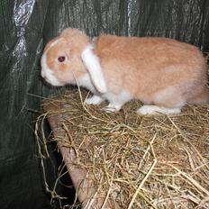 Kanin ida  von der Siegesburg