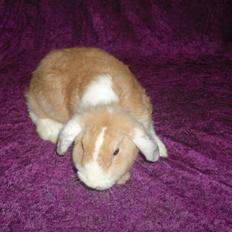 Kanin ida  von der Siegesburg