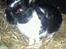 Kanin Star Dust(Dusty)<3<3