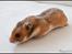 Hamster Pascal † 2012 †