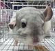 Chinchilla Turbo Chins Thilde