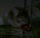 Chinchilla overugilts´´ Mette<3 RIP