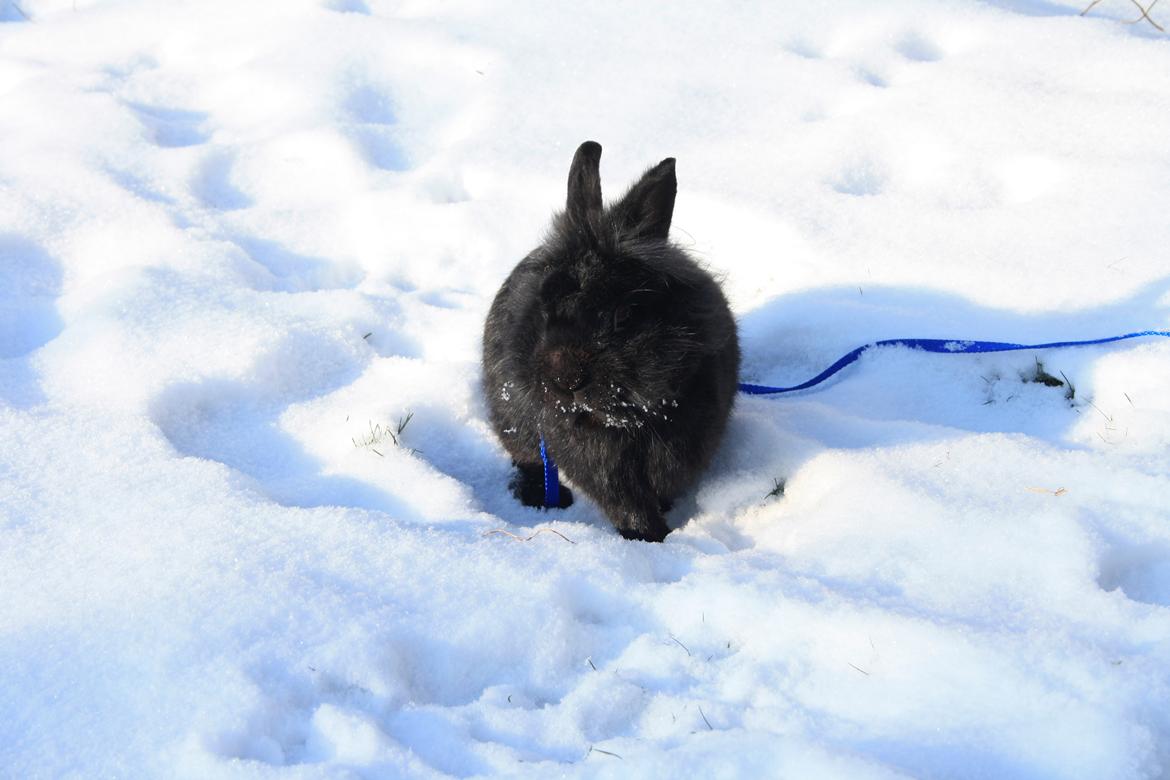 Kanin l Tinto l - Nyt billede 5