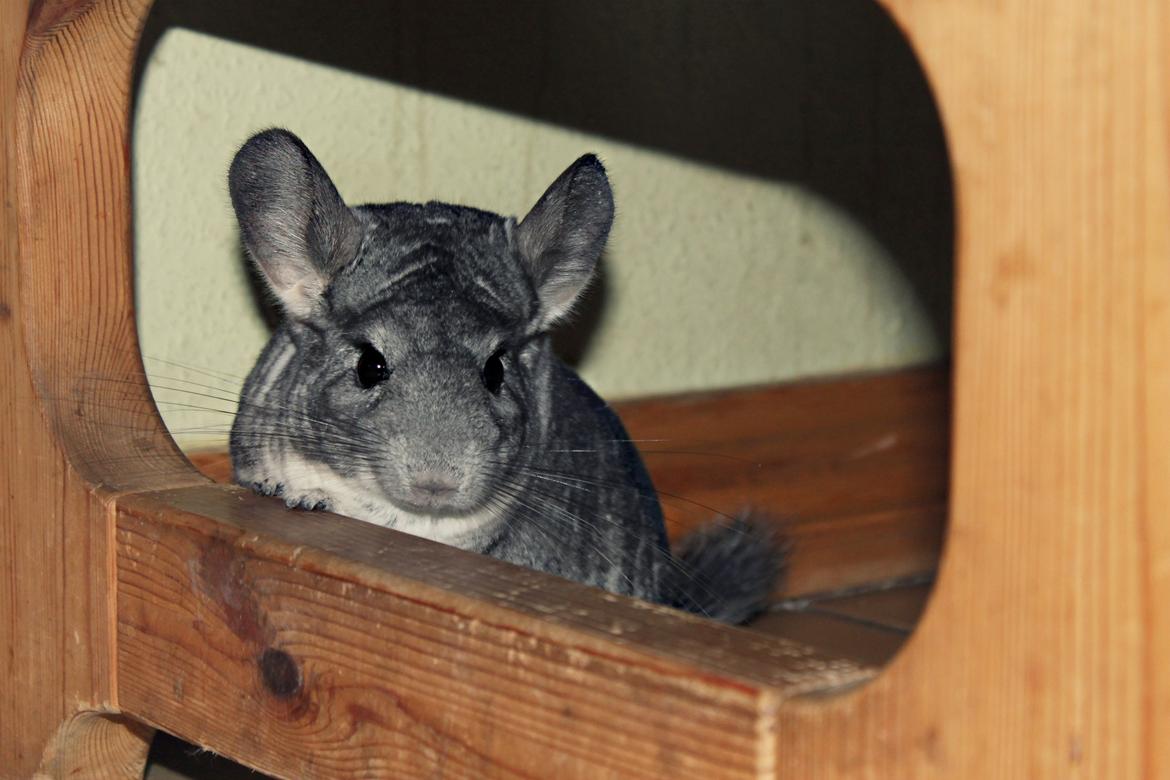 Chinchilla Humu Humu<3. - Velkommen til Humu Humu!! <3<3 :-D  billede 1