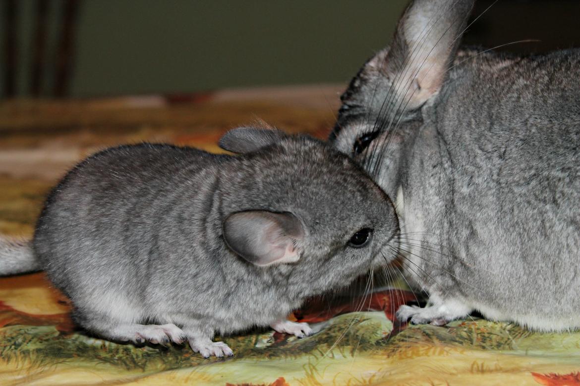 Chinchilla Humu Humu<3. - Hendes lille unge Moemoe <3. billede 3