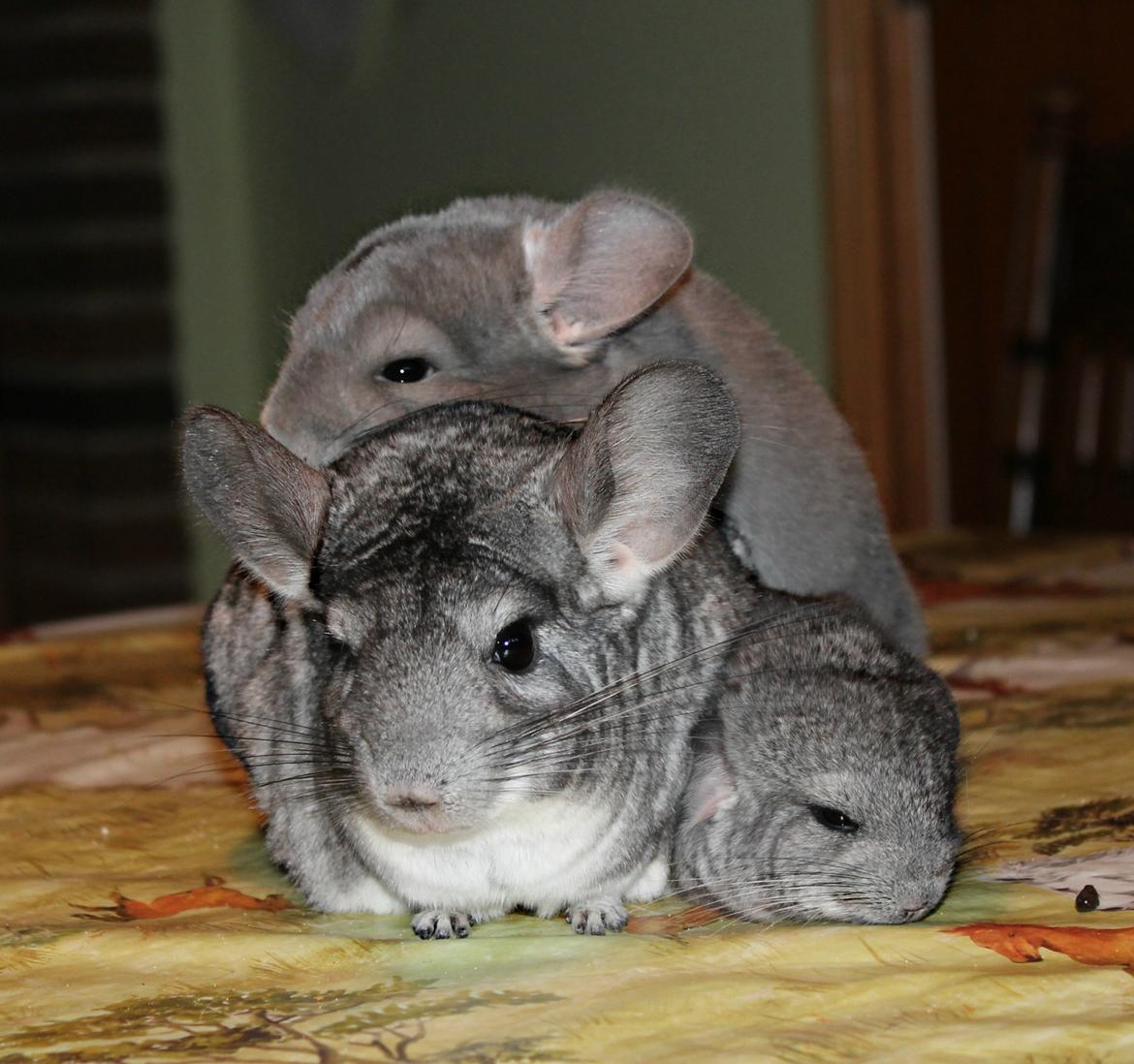 Chinchilla Humu Humu<3. - Familie klump! <3 billede 13
