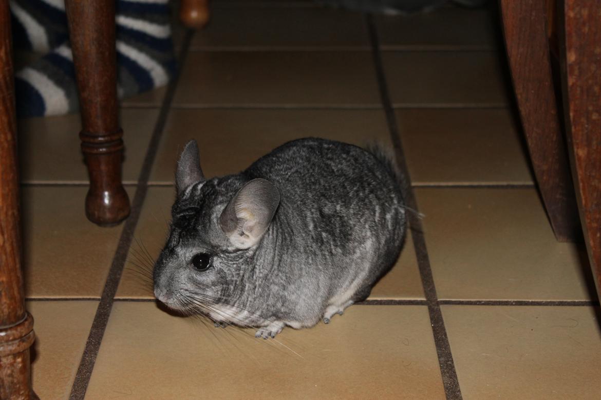 Chinchilla Humu Humu<3. - I køkkenet <3 billede 7