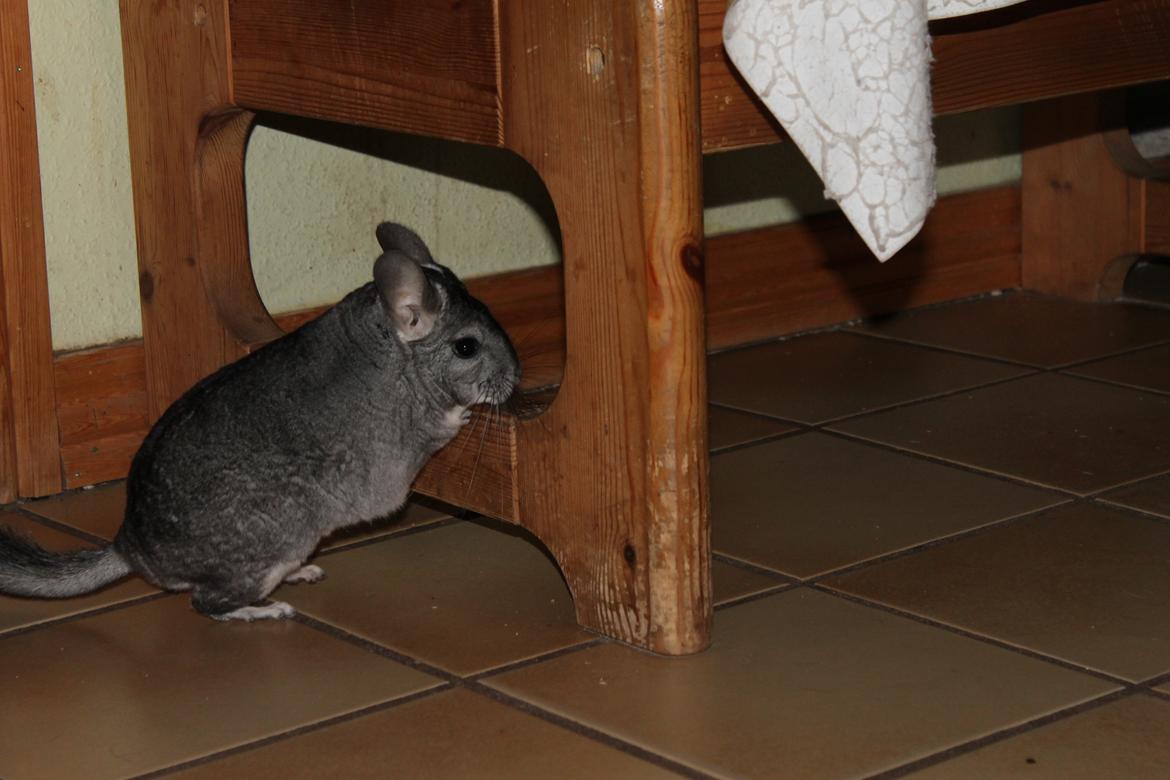 Chinchilla Humu Humu<3. - :-D<3. billede 9