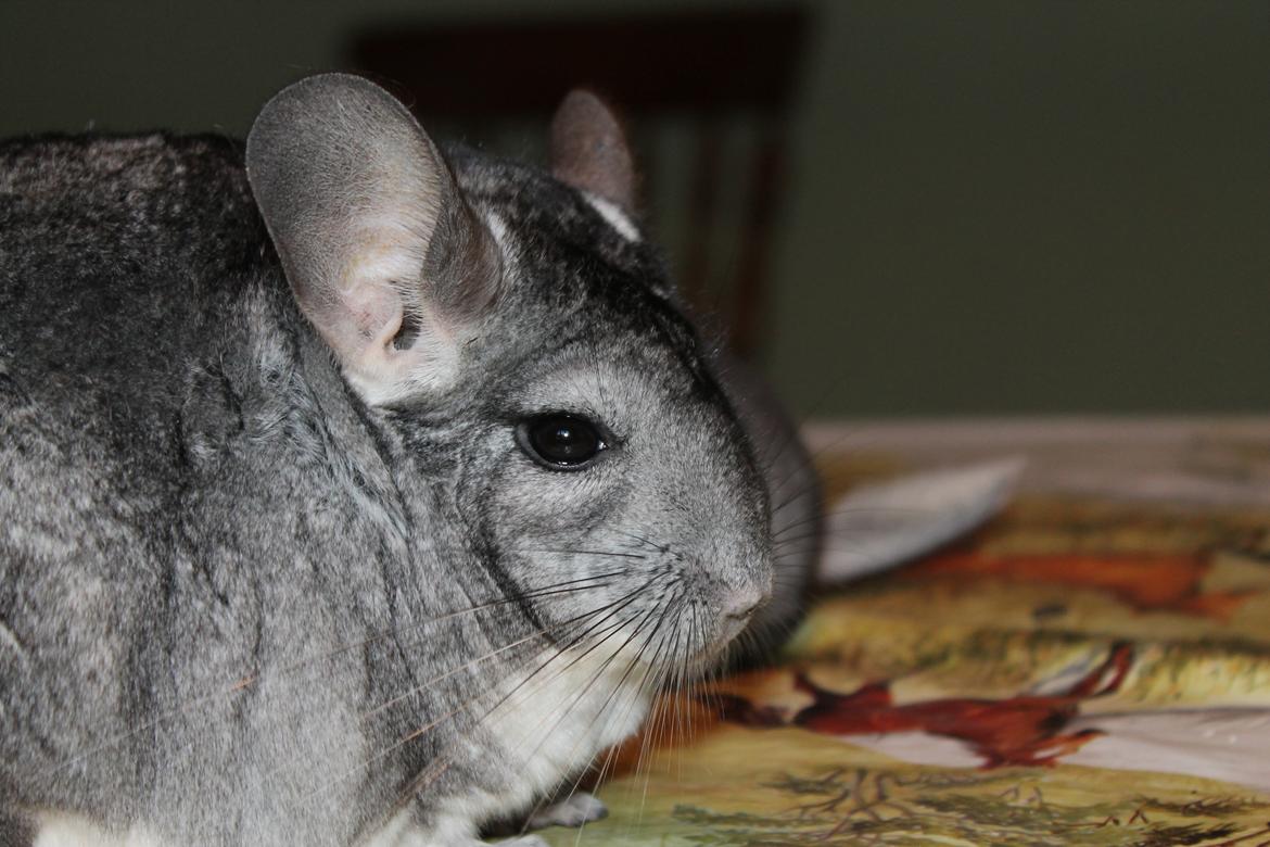 Chinchilla Humu Humu<3. - kig dog lidt mere mærkeligt på mig ... :-* billede 12