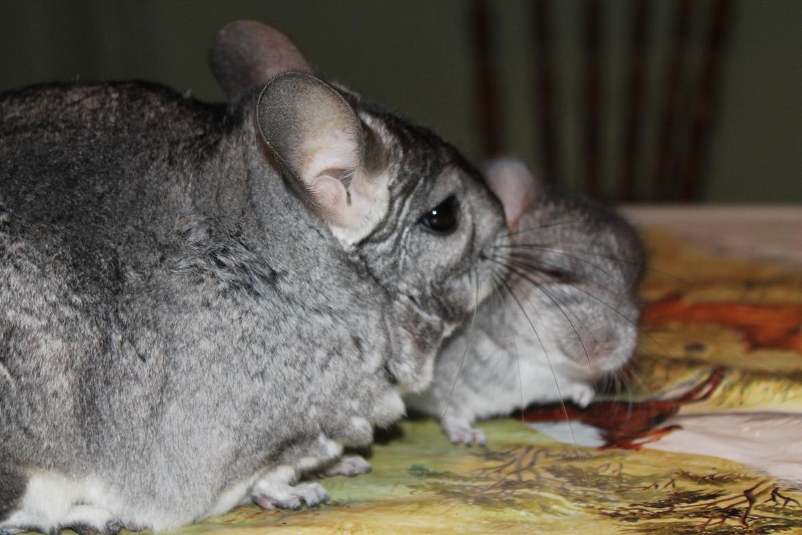 Chinchilla Humu Humu<3. - i er så dejlige <3. billede 5