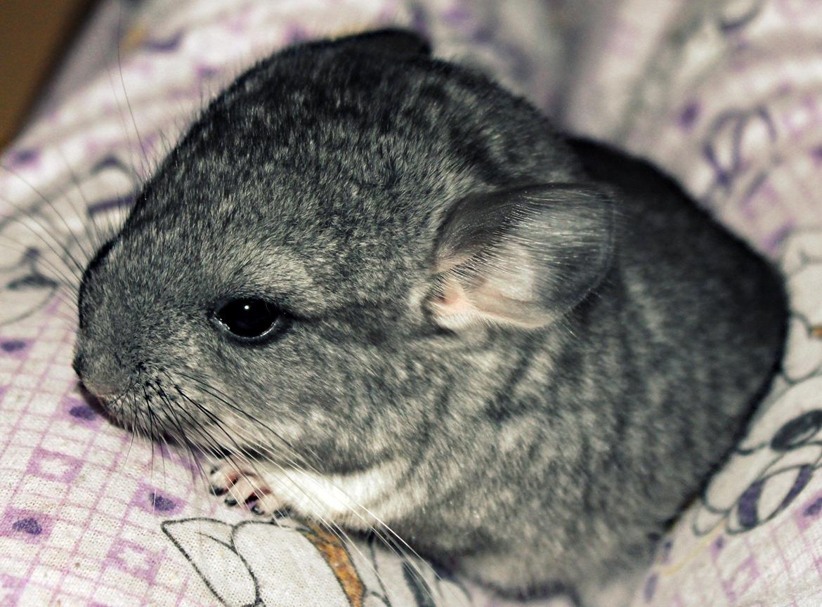Chinchilla 'Holmdrup Huses' Joe - Solgt <3. - Hun er træt ;-) <3 billede 2