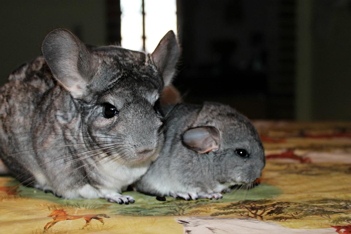 Chinchilla Humu Humu<3. - <3<3<3<3.  billede 10