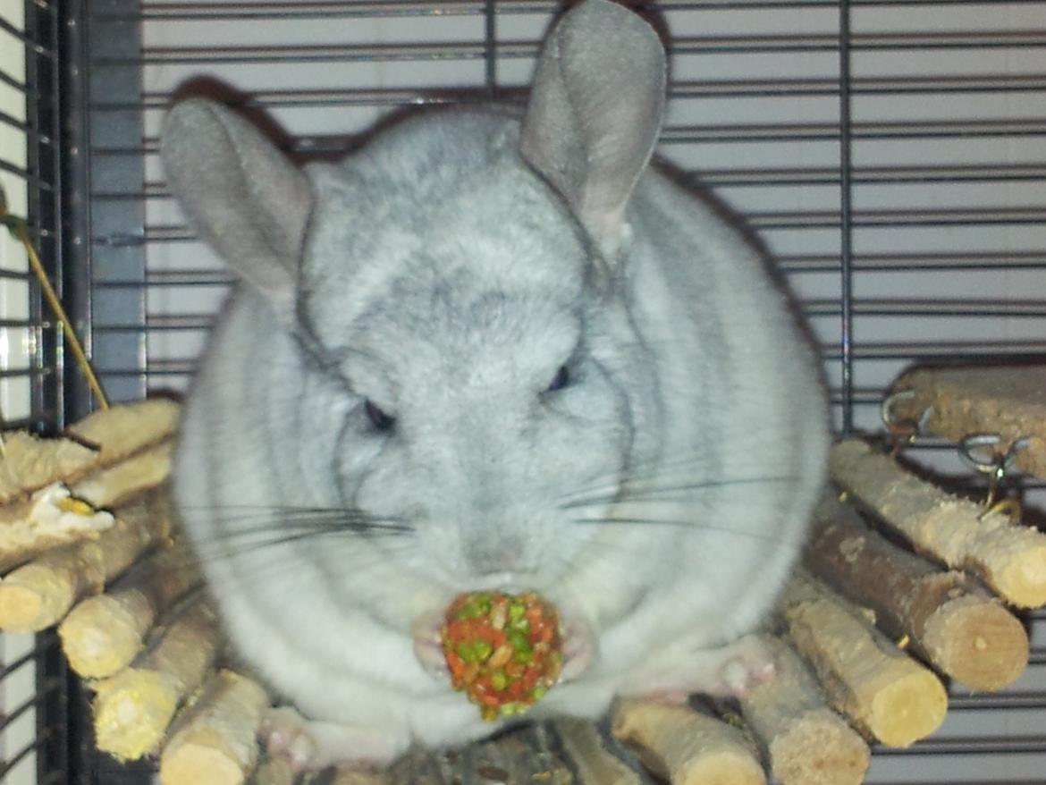Chinchilla Turbo Chins Thilde - Thilde nyder en godbid med gulerod og ærter. <3 billede 2