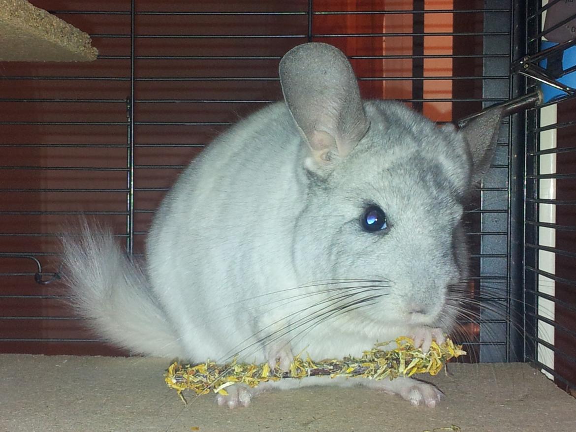 Chinchilla Turbo Chins Thilde - Thilde nyder et æblegren med mælkebøtter på <3 billede 3
