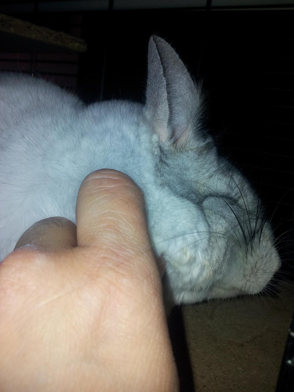 Chinchilla Turbo Chins Thilde - "Uh uh uh uh, jaa lige der også lige den anden siden også....." billede 6