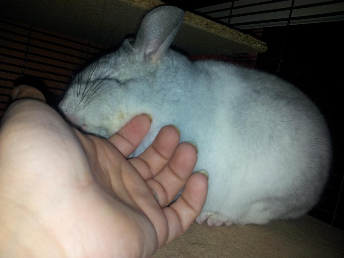 Chinchilla Turbo Chins Thilde - Det er så godt og dejligt at blive nusset - syntes Thilde <3 billede 7