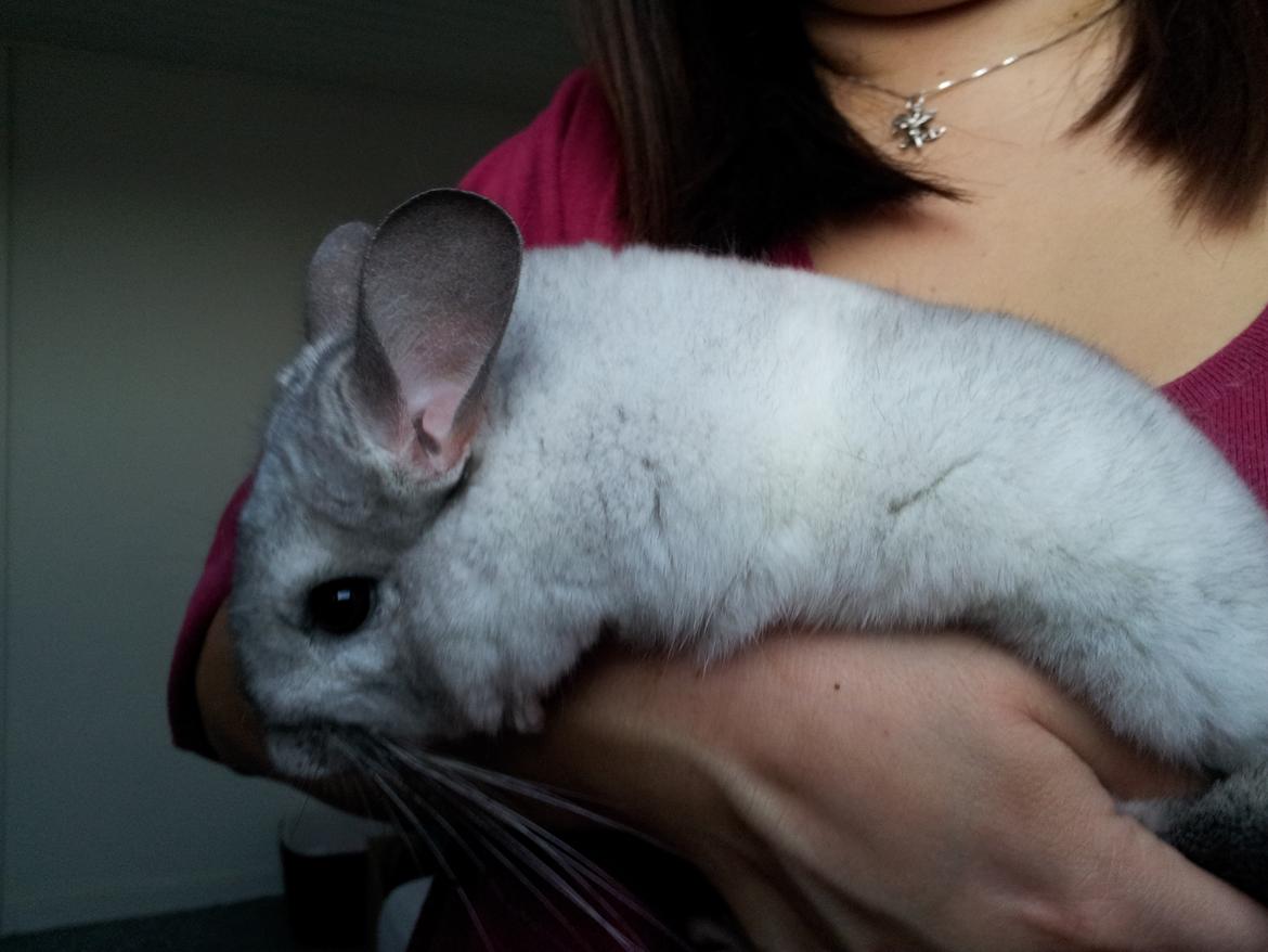 Chinchilla Turbo Chins Thilde - "Hov se. der er et sted, hvor jeg ikke har været endnu - Løft mig derover!" billede 11