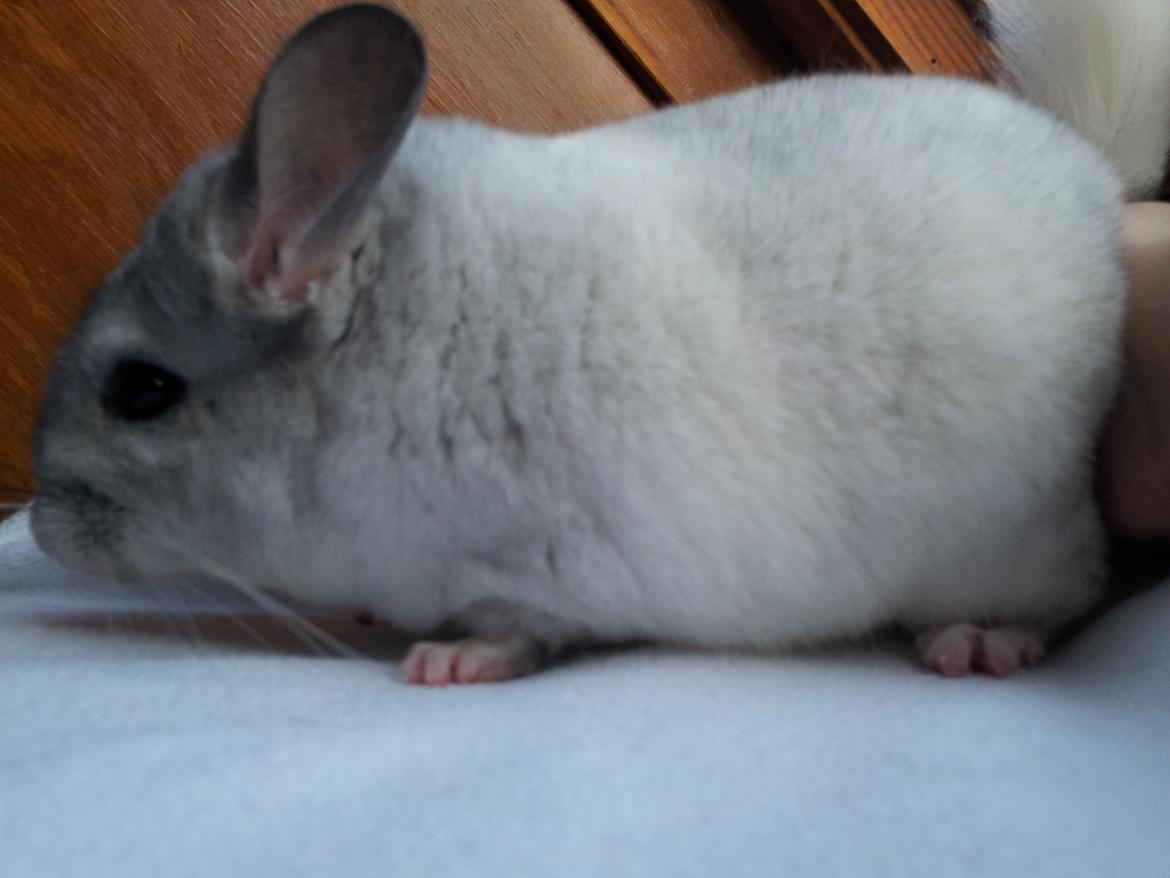 Chinchilla Turbo Chins Thilde - "Er jeg bare ikke smuk?" billede 12