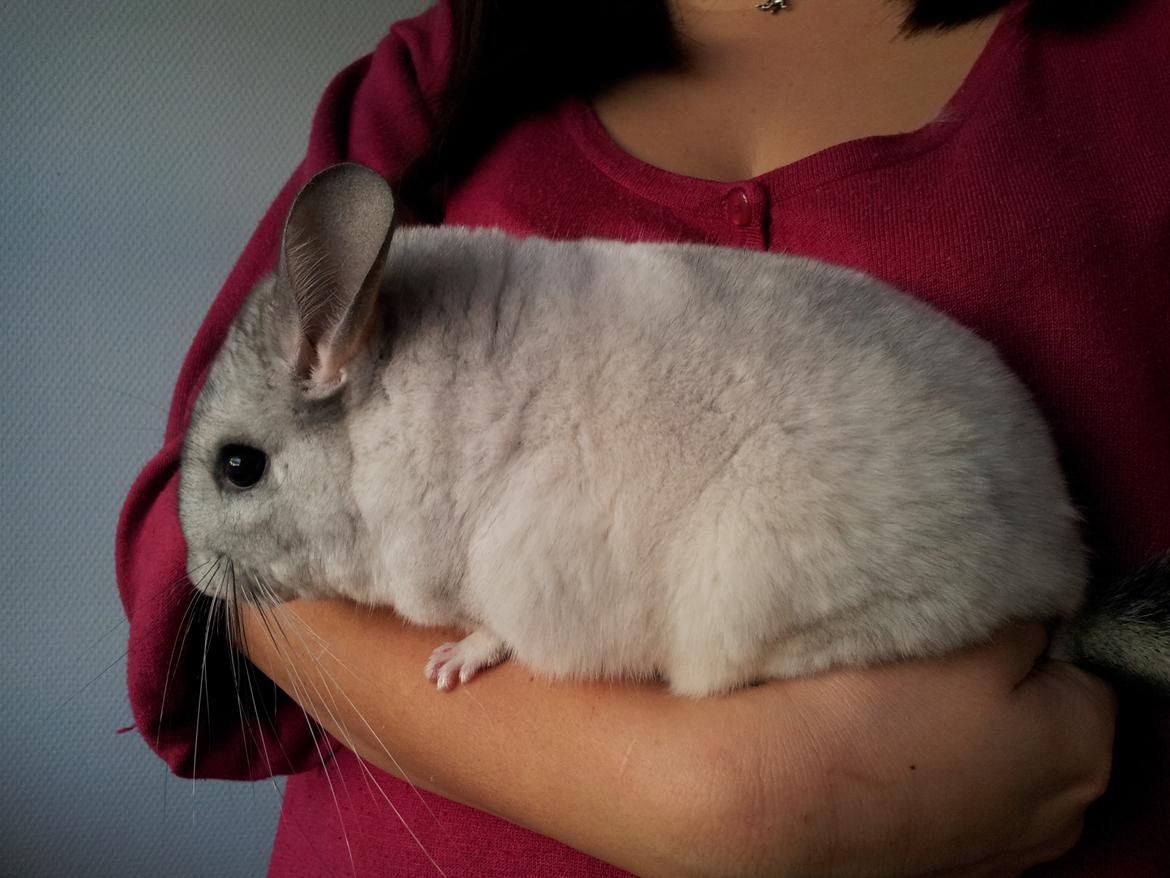 Chinchilla Turbo Chins Thilde - "uuh, hvor er det godt, at blive båret rundt, når man har været ude at løbe og undersøge det hele" billede 10