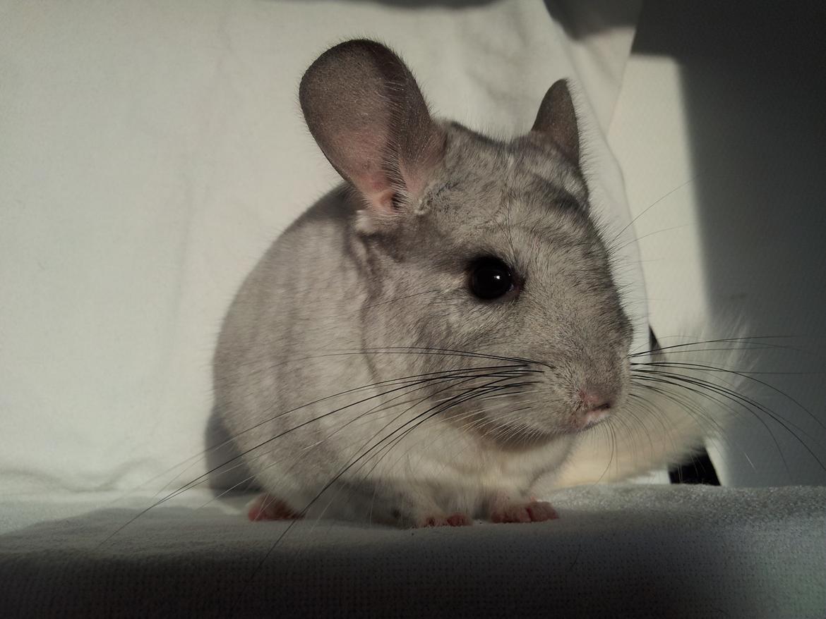 Chinchilla Turbo Chins Thilde - "En regulær fotochinmodel" billede 13