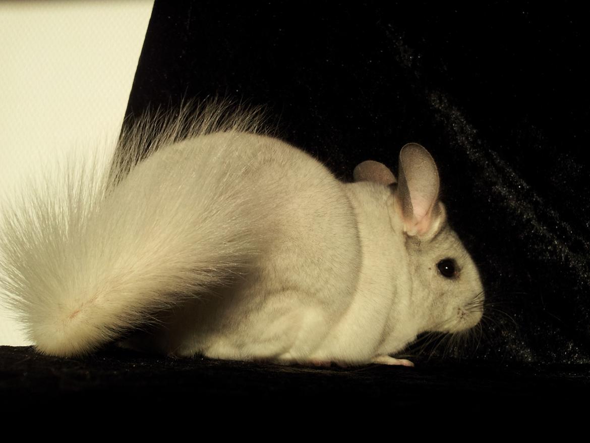 Chinchilla Turbo Chins Thilde - "Se min smukke hale" billede 14
