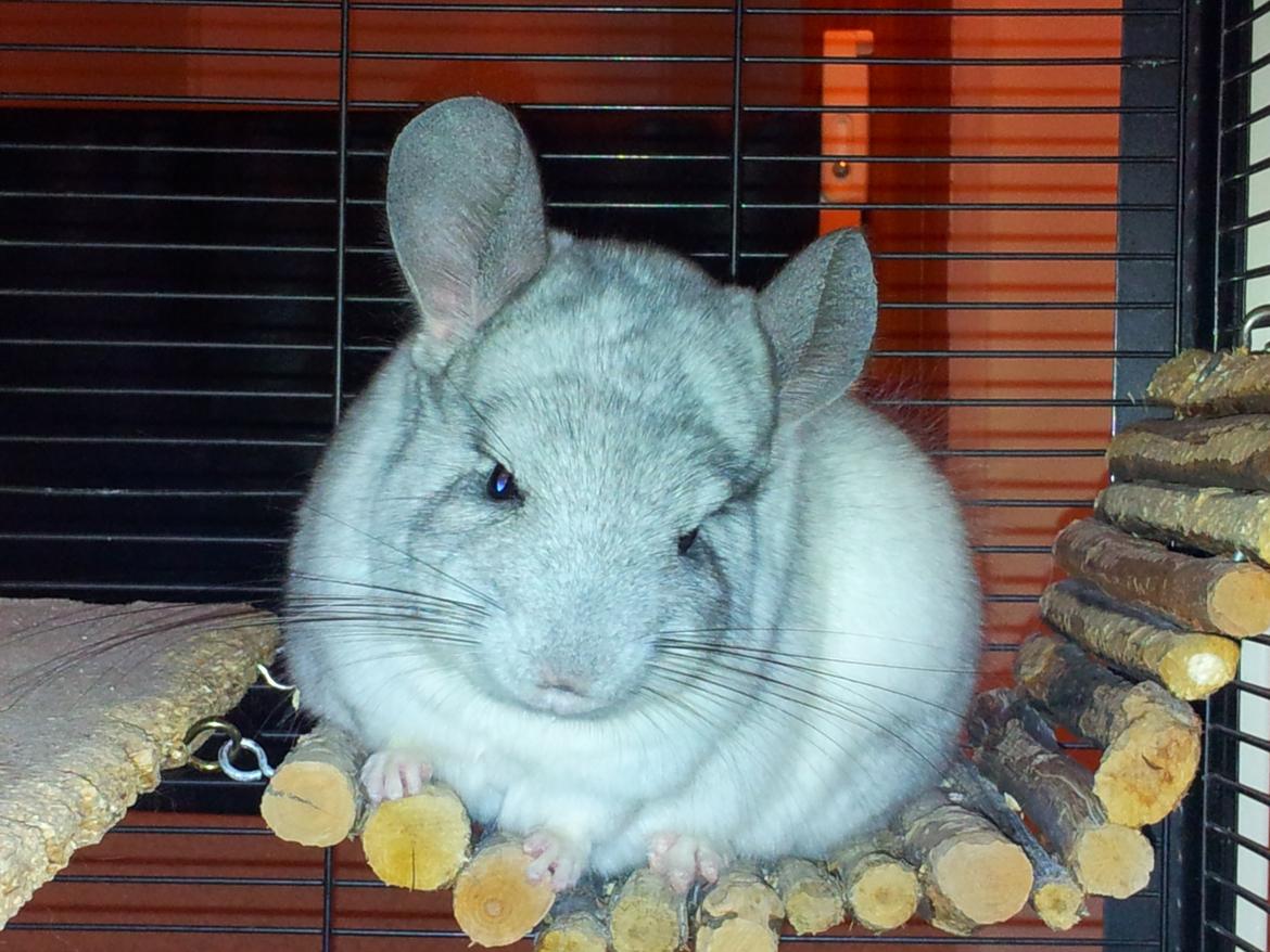 Chinchilla Turbo Chins Thilde - Thilde er mæt og glad også lidt træt, men stadigvæk meget smuk. <3 billede 4