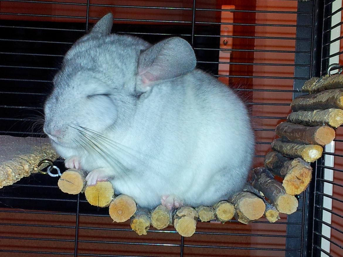Chinchilla Turbo Chins Thilde - Thilde er mæt, glad, tilfreds, smuk og simpelthen så nuttet her. <3 billede 5