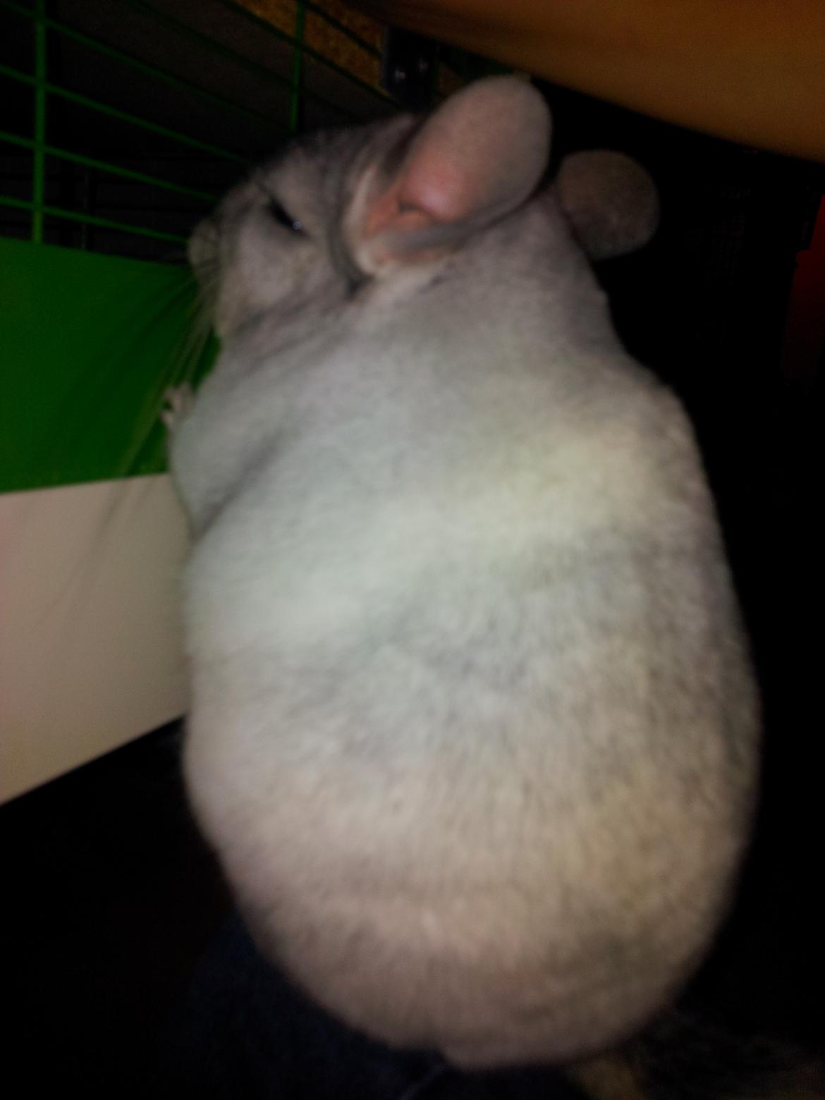 Chinchilla Turbo Chins Thilde - "Hallooo?!
Kom nu med ud og leg med mig!
I skal ikke ligge derinde og sove, hører I?" billede 15