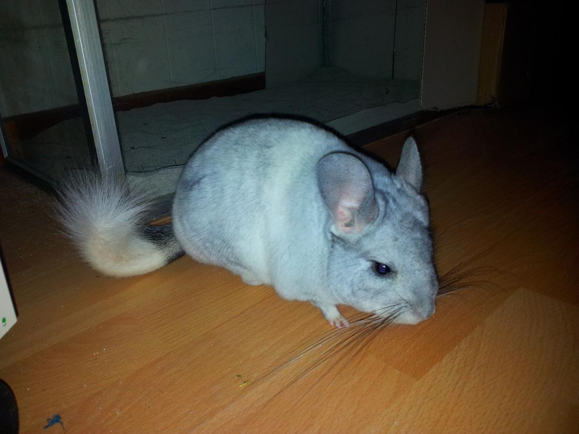 Chinchilla Turbo Chins Thilde - "Så kan jeg da selv løbe rundt og have det sjovt" billede 16