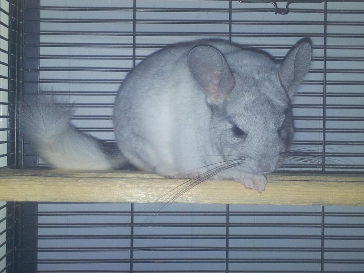 Chinchilla Turbo Chins Thilde - "Skønt med en løbetur, men nu er jeg træt og vil hvile mig lidt" billede 18