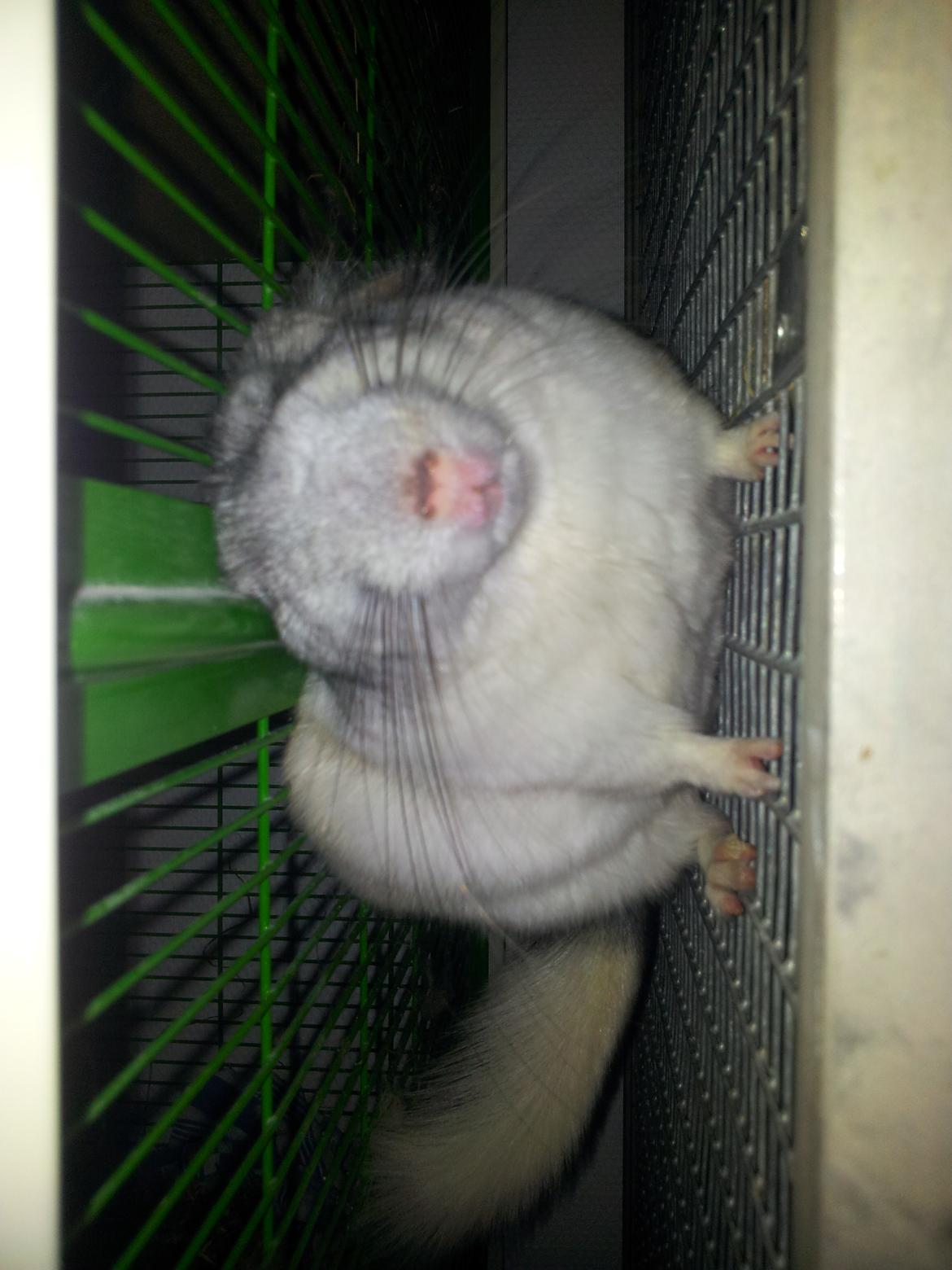 Chinchilla Turbo Chins Thilde - Newtons Lov findes ikke for sådan en som mig!!
Taadaaa!  billede 9