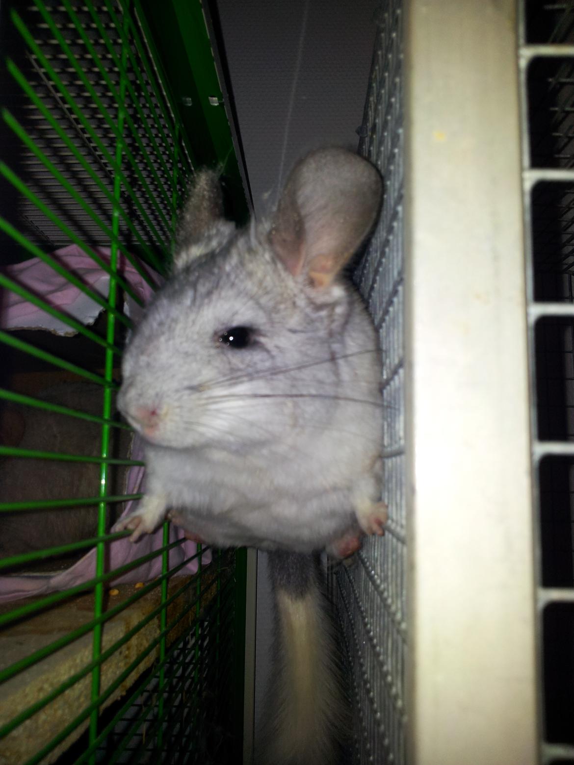 Chinchilla Turbo Chins Thilde - Newtons Lov gælder ikke for mig!!
Jeg er Spider-Chin tøsen!! billede 8